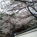 桜さく(^.^)