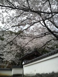 桜さく(^.^)
